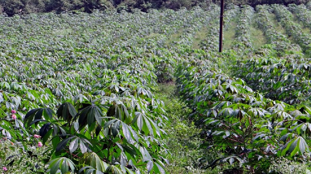 Côte d'Ivoire: Bientôt une application pour découvrir les maladies de la plante de manioc